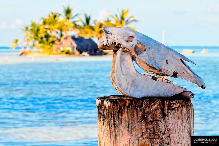 Fotografos Panama